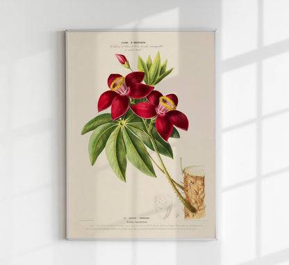 Le Coton Fromager Botanical Poster