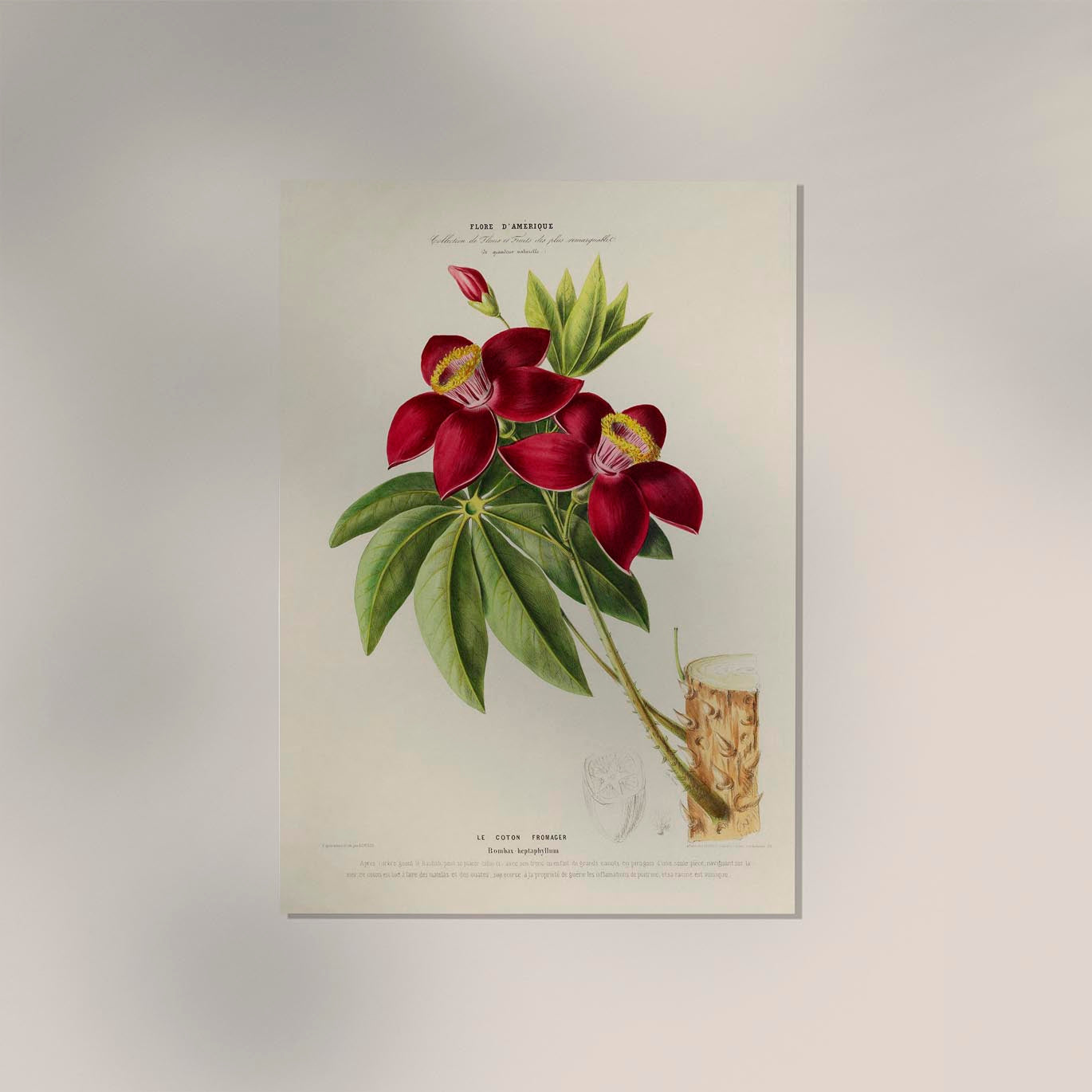 Le Coton Fromager Botanical Poster