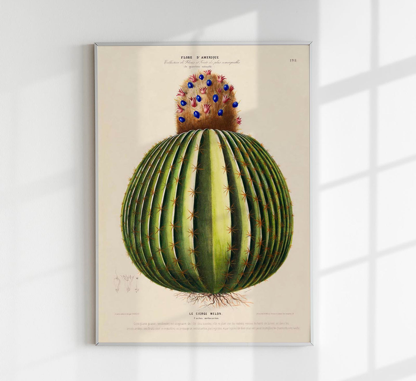 Le Cierge Melon Botanical Poster