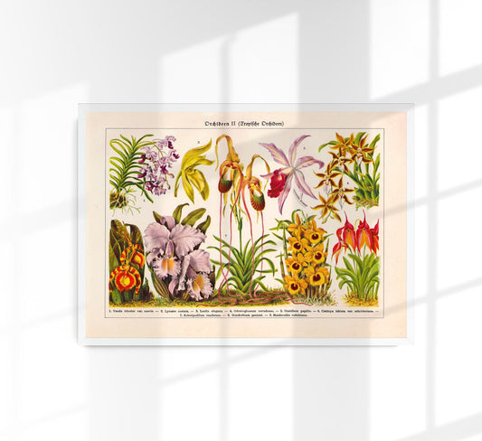 Orchid Flowers Chart Nr 2