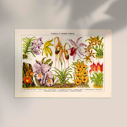 Orchid Flowers Chart Nr 2