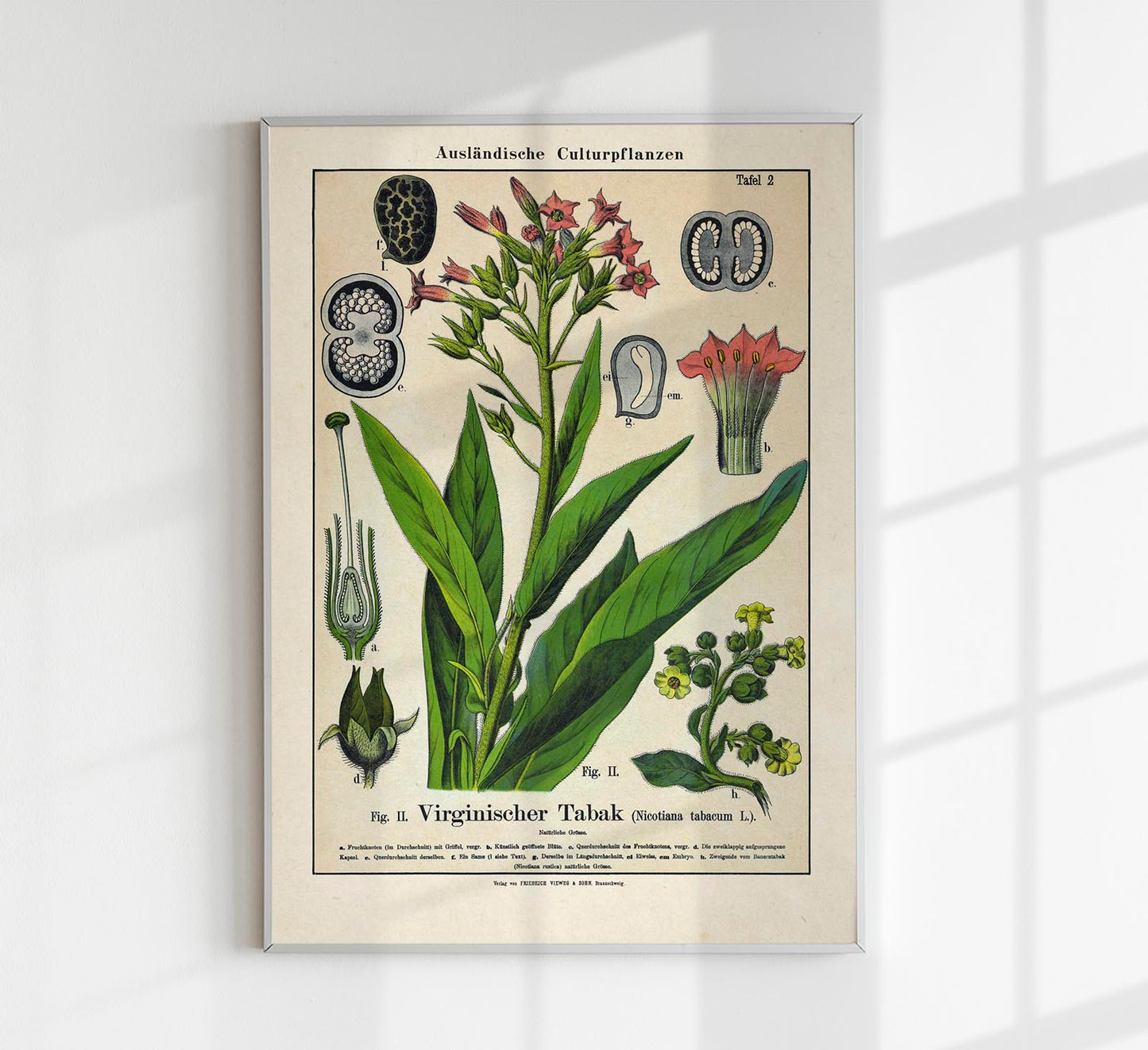 Tobacco Plant Poster