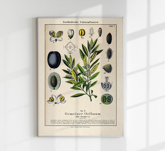 Olive Plant Poster