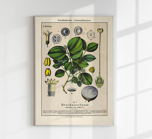 Poison Nut Plant Poster