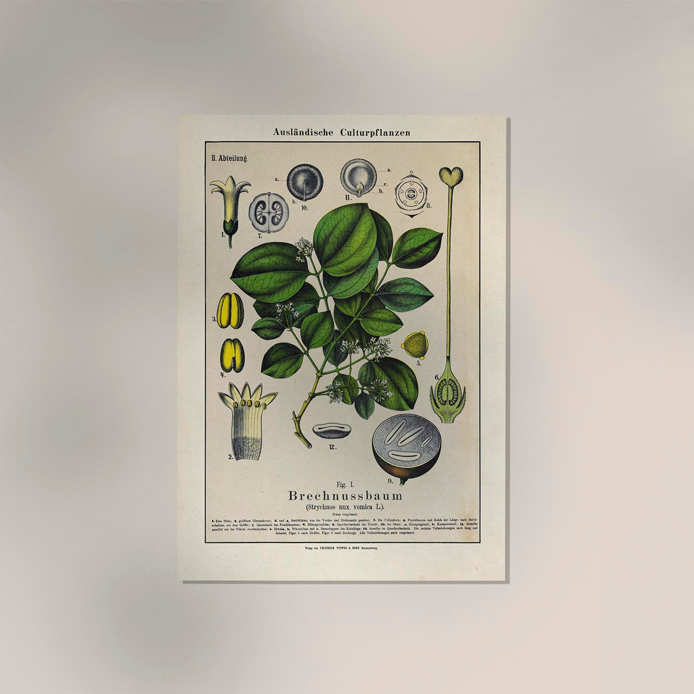 Poison Nut Plant Poster