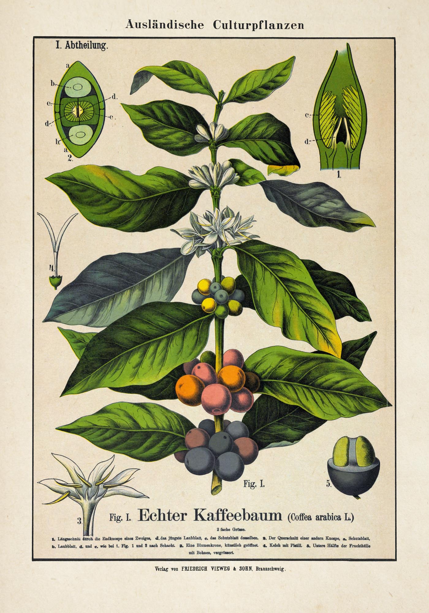 Coffee Plant Poster