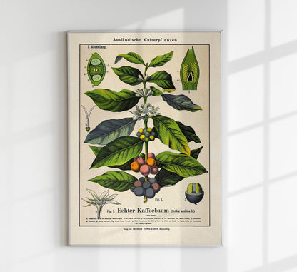 Coffee Plant Poster