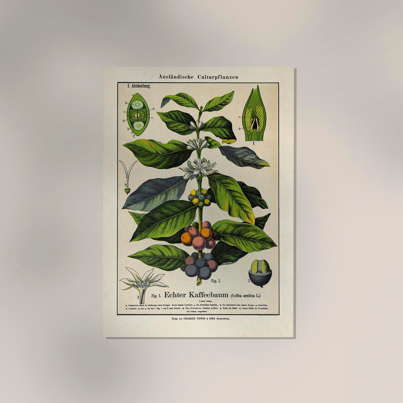 Coffee Plant Poster