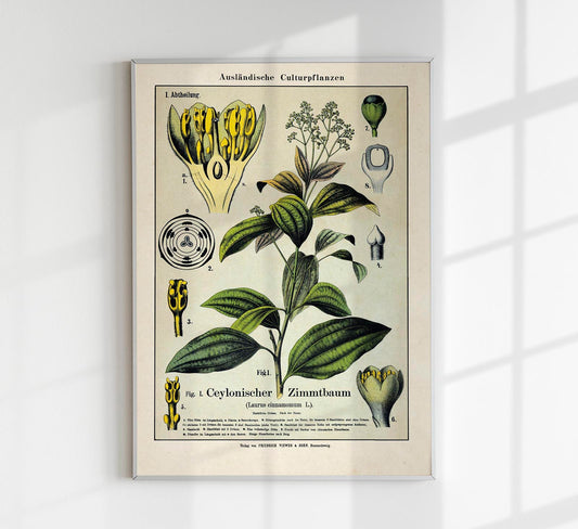 Cinnamon Plant Poster