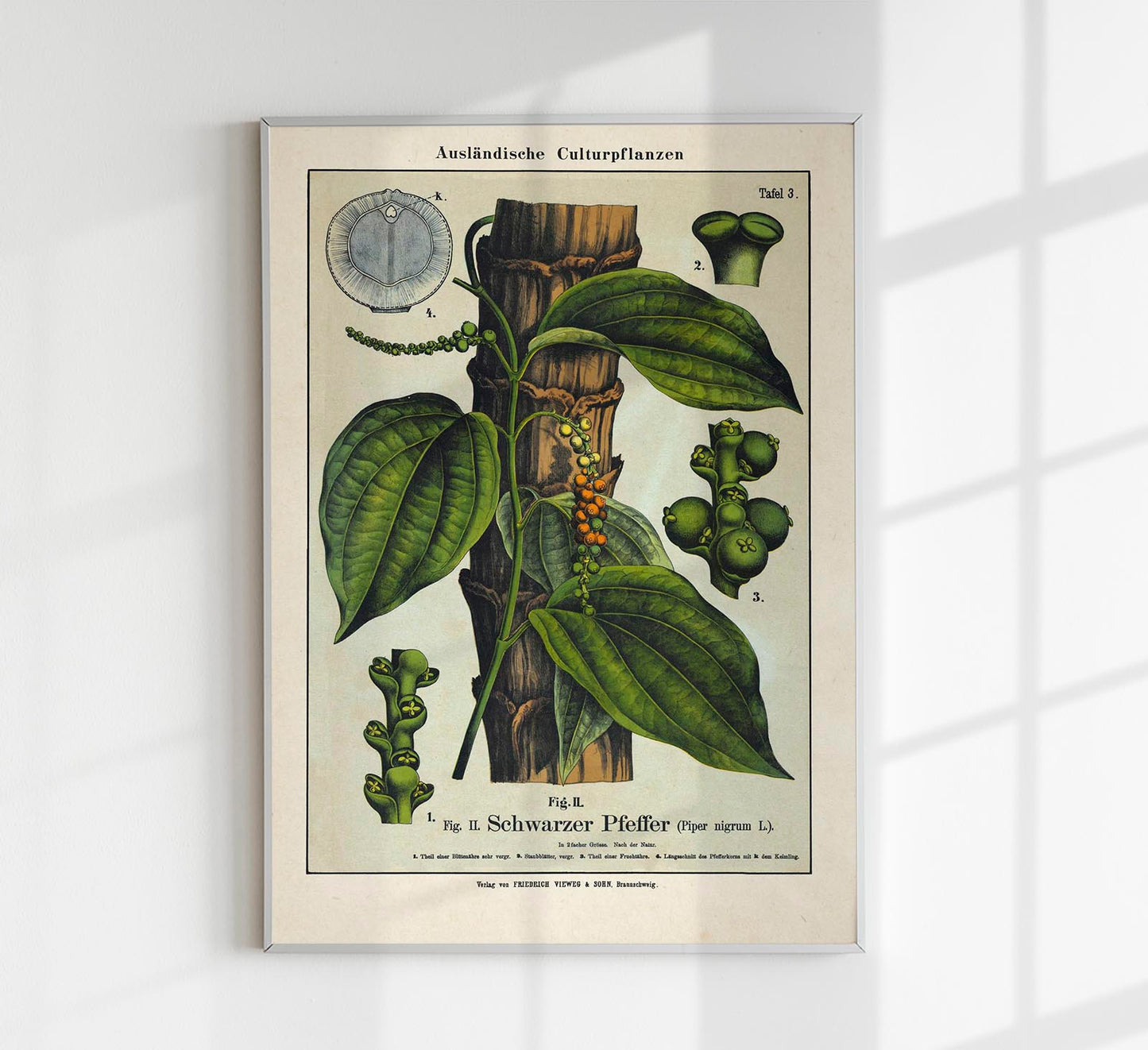 Black Pepper Plant Poster