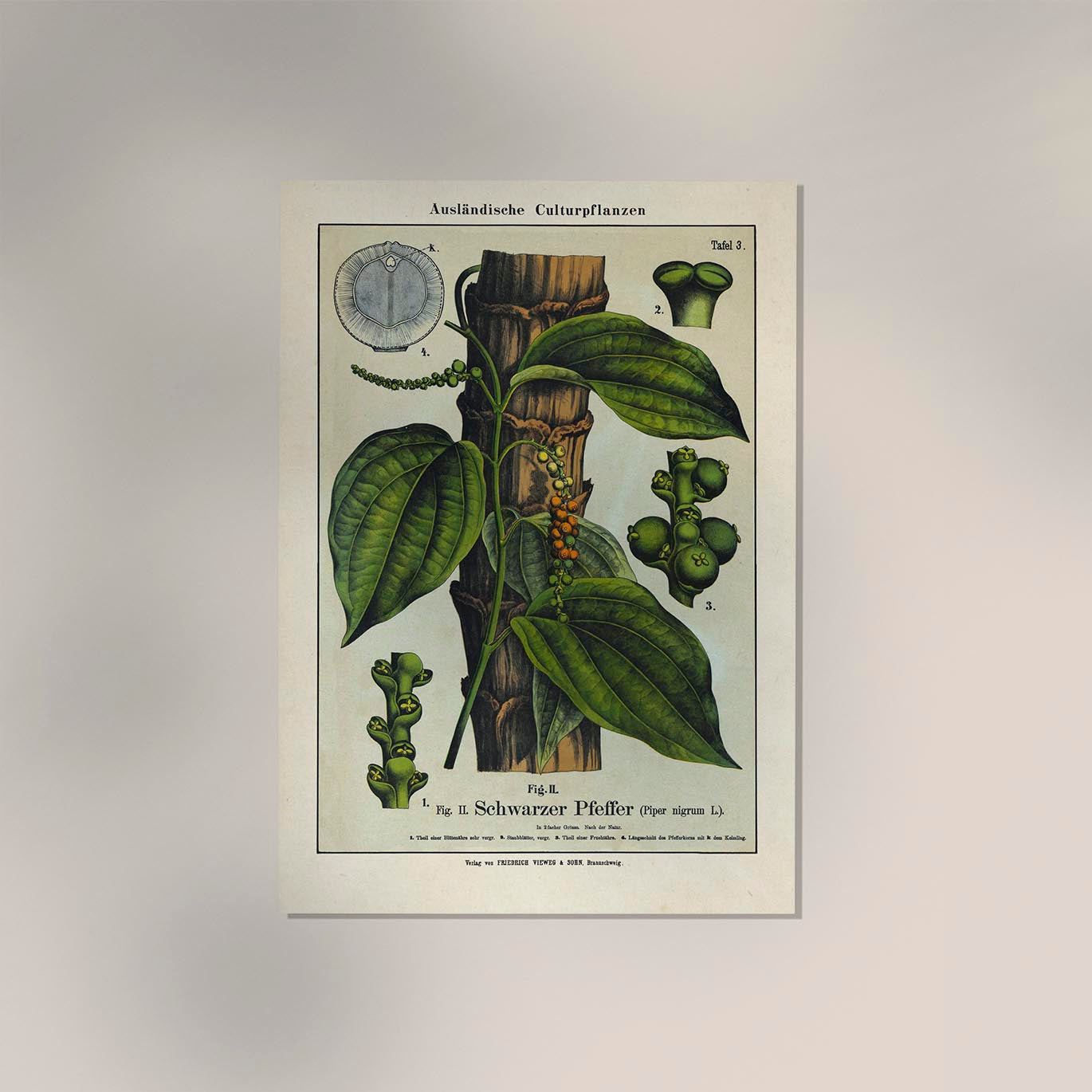 Black Pepper Plant Poster