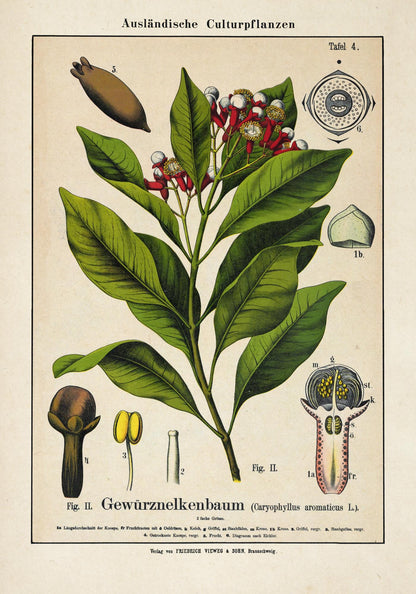 Clove Flower Plant Poster