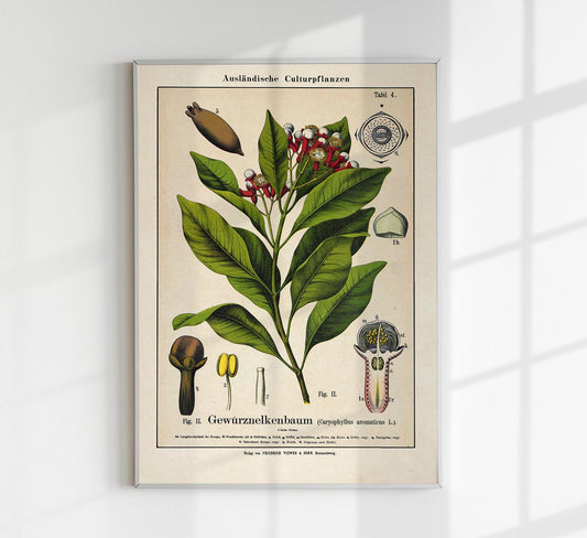 Clove Flower Plant Poster