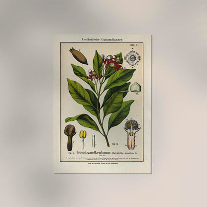 Clove Flower Plant Poster