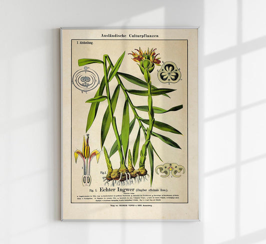 Ginger Plant Poster