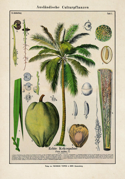 Coconut Palm Tree Plant Poster