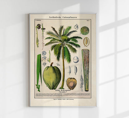 Coconut Palm Tree Plant Poster