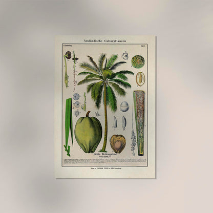 Coconut Palm Tree Plant Poster