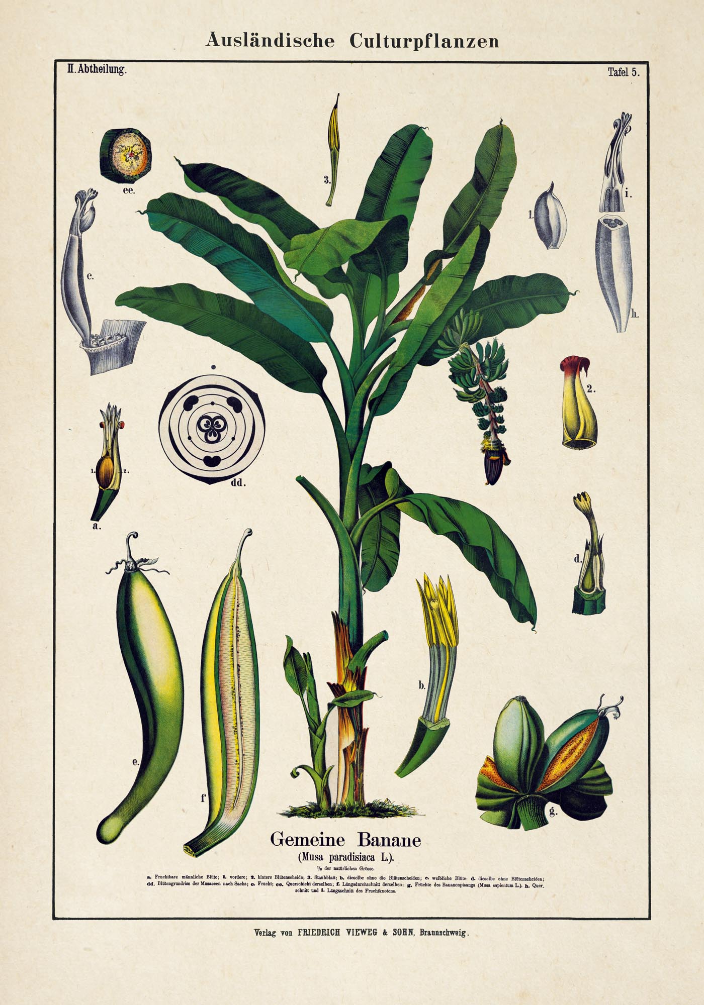 Banana Musa Tree Plant Poster