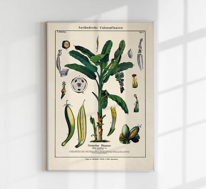 Banana Musa Tree Plant Poster