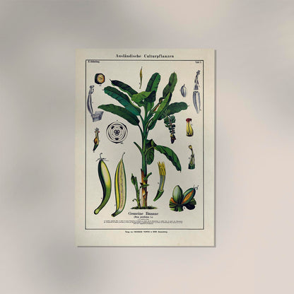 Banana Musa Tree Plant Poster