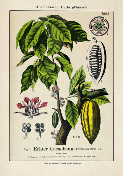 Cocoa Plant Poster