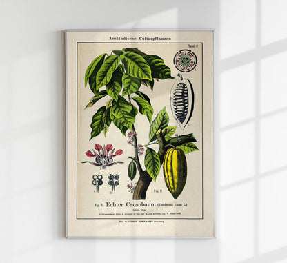 Cocoa Plant Poster