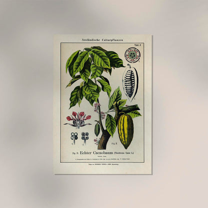 Cocoa Plant Poster