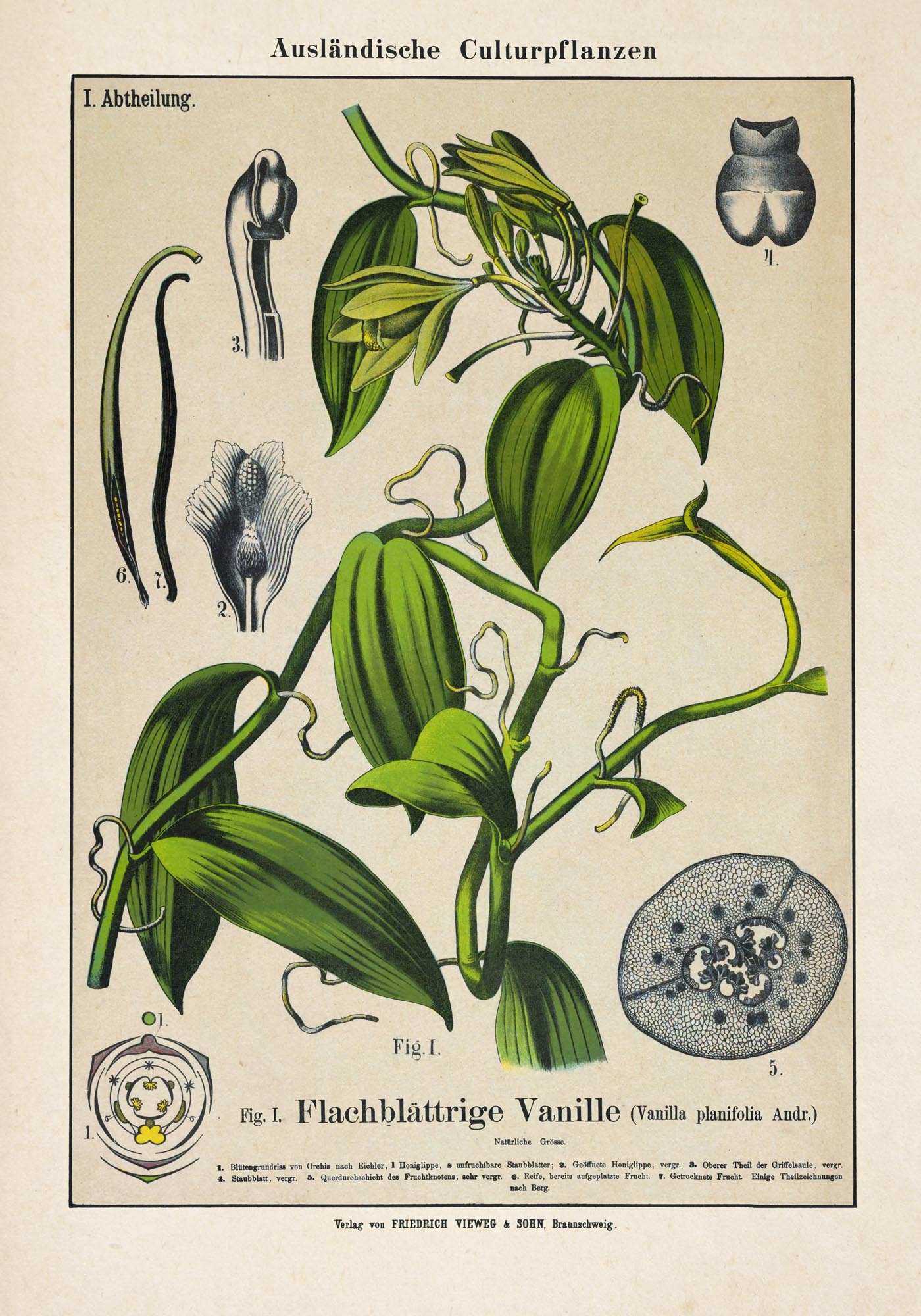 Vanilla Plant Poster