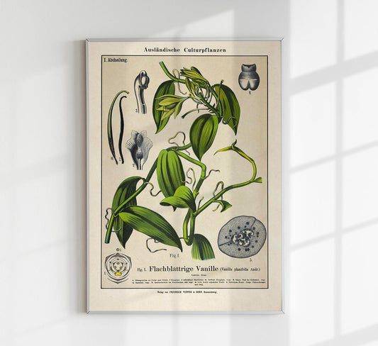 Vanilla Plant Poster