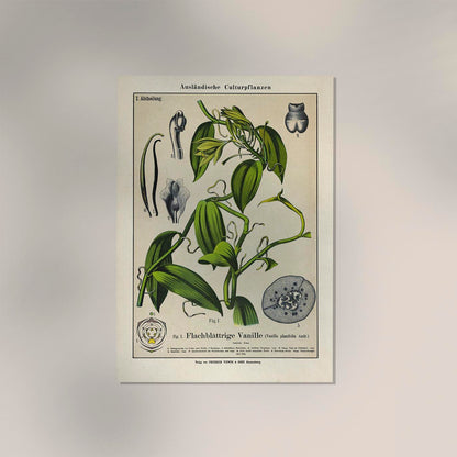 Vanilla Plant Poster