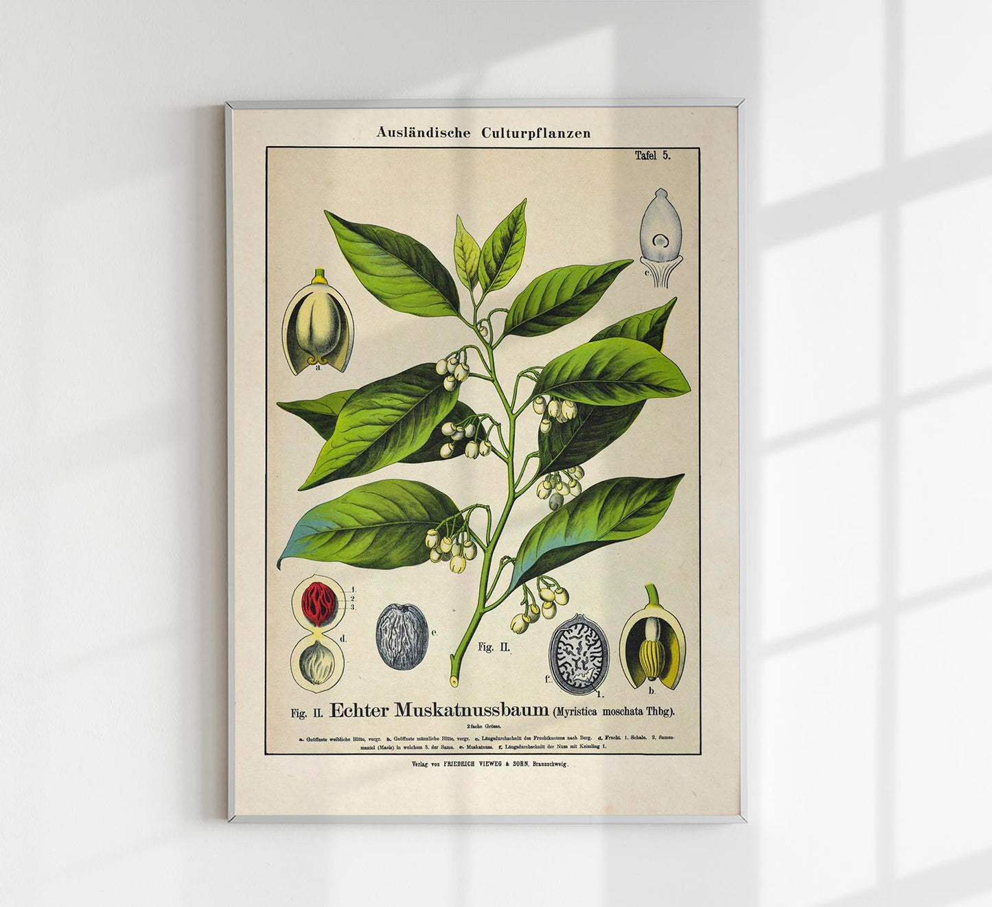 Nutmeg Plant Poster