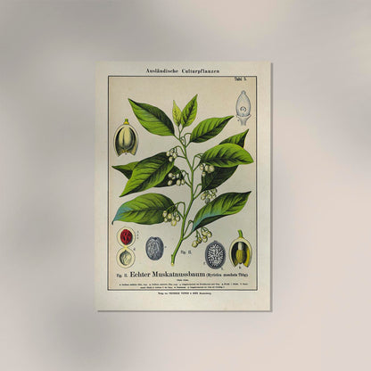 Nutmeg Plant Poster