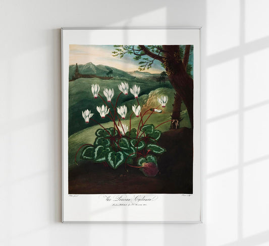 The Persian Cyclamen from The Temple of Flora