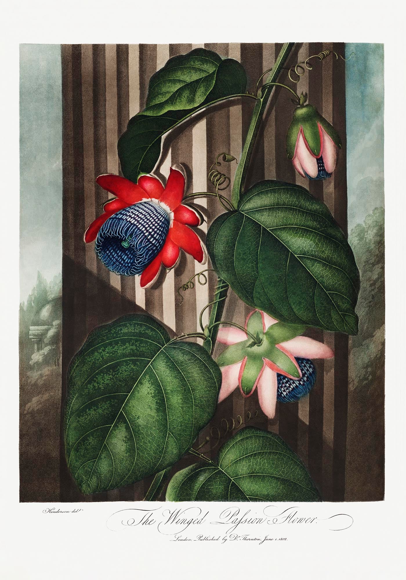 The Winged Passion Flower from The Temple of Flora