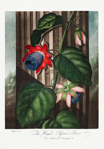 The Winged Passion Flower from The Temple of Flora