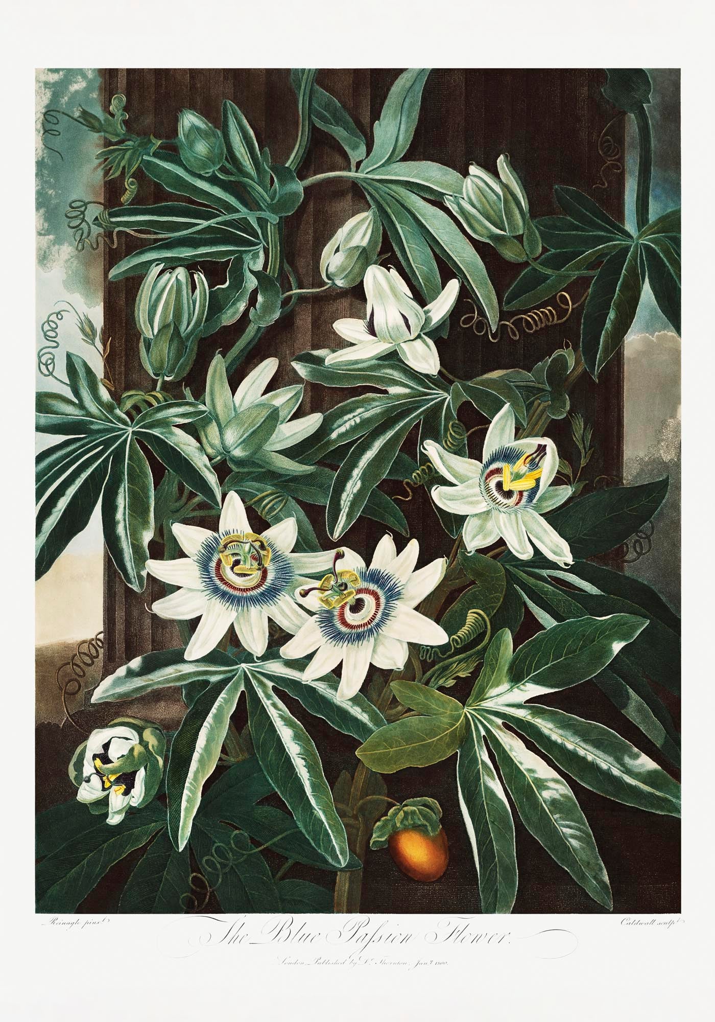 The Passiflora Cerulea from The Temple of Flora