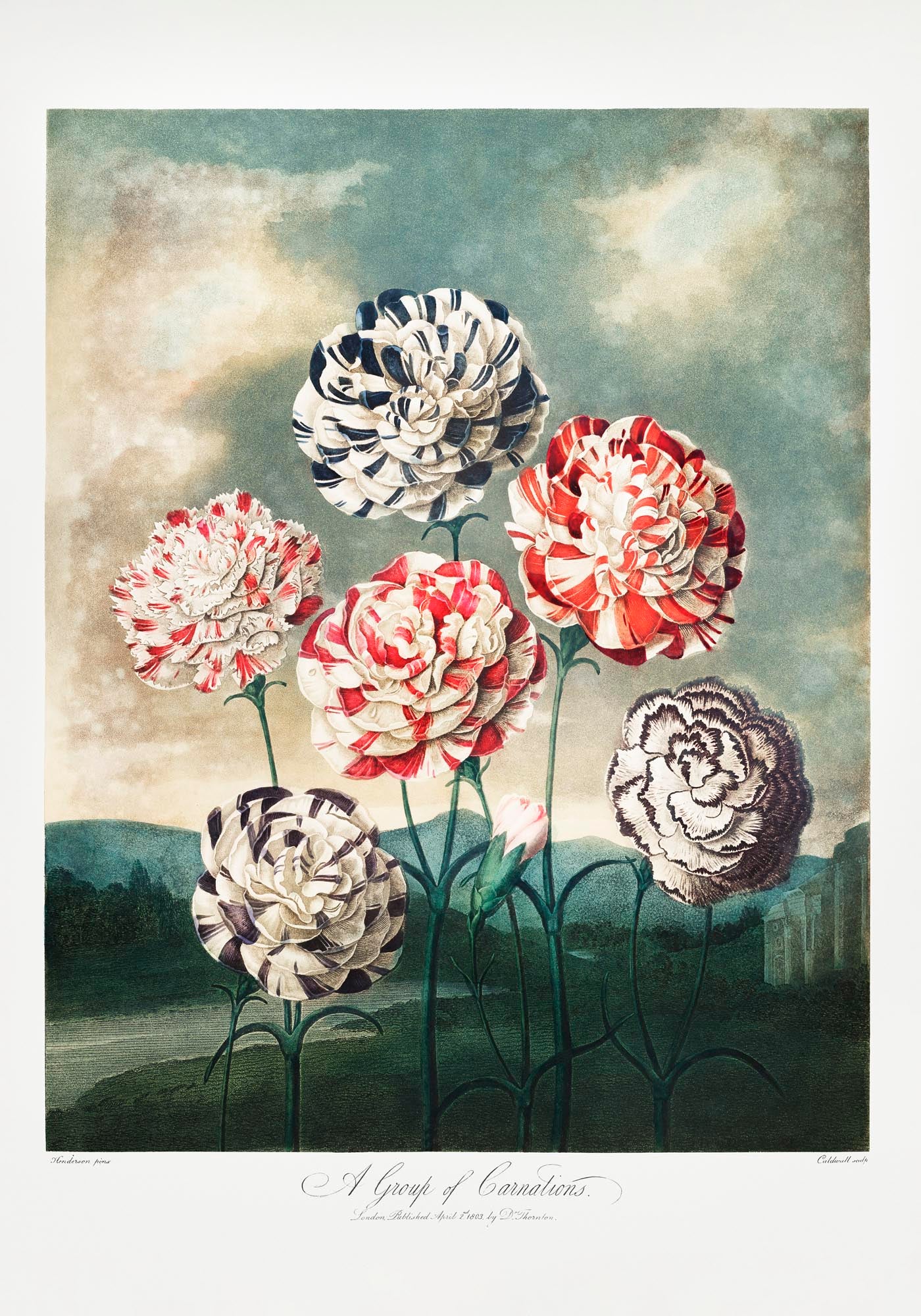 A Group of Carnations from The Temple of Flora