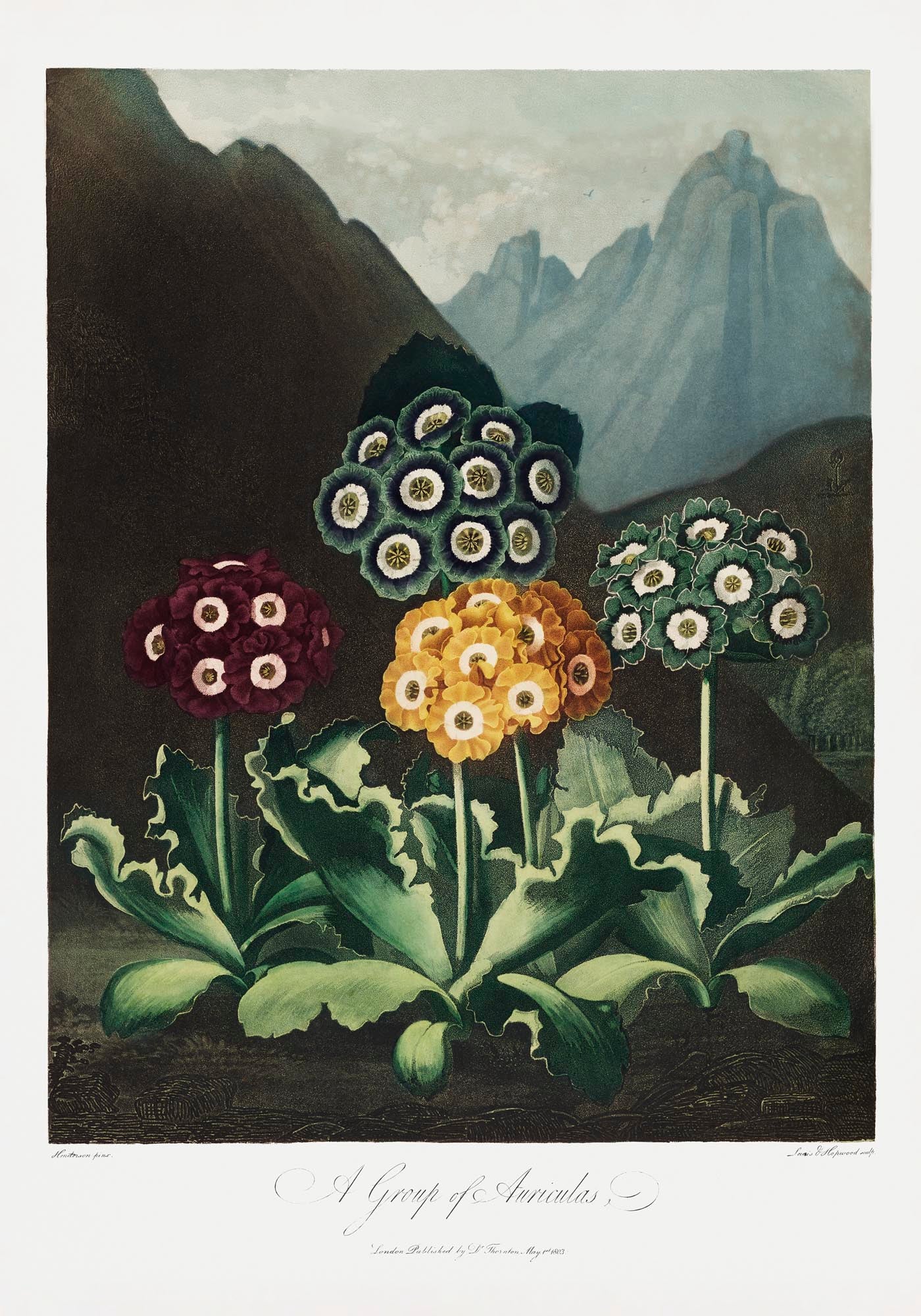 Auriculas from The Temple of Flora