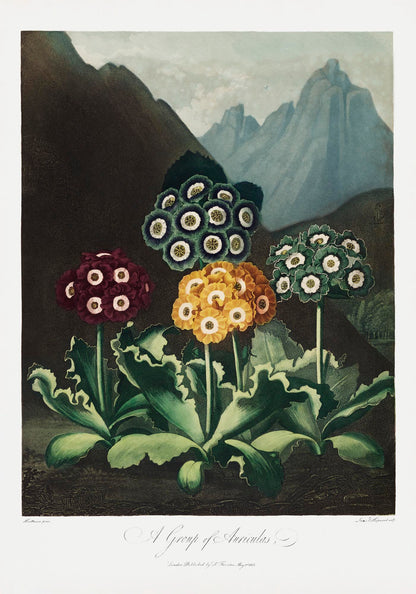 Auriculas from The Temple of Flora