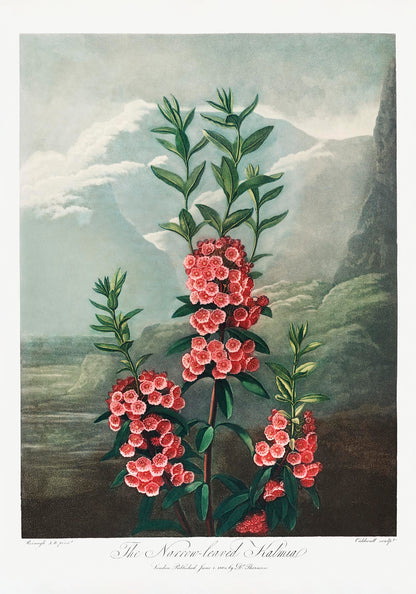 Kalmia Plant from The Temple of Flora