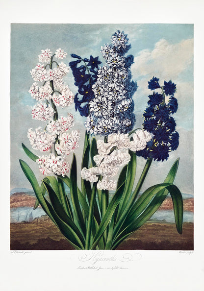 Hyacinths from Temple of Flora