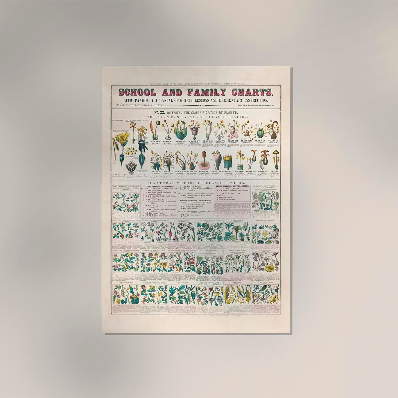 School and Family Chart Flowers