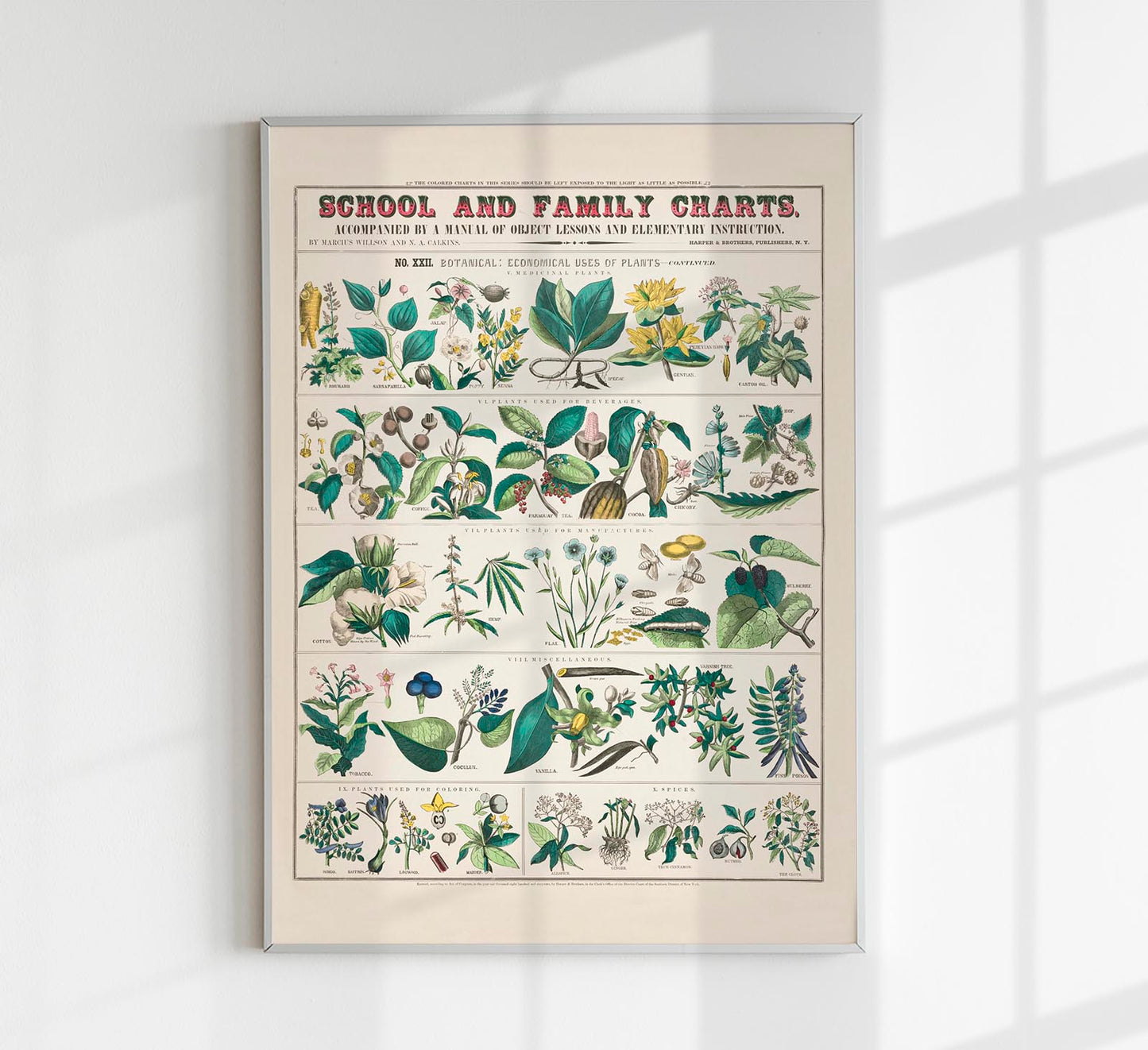 School and Family Chart Plants