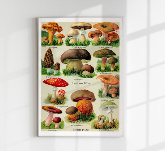 Vintage German Mushroom Chart