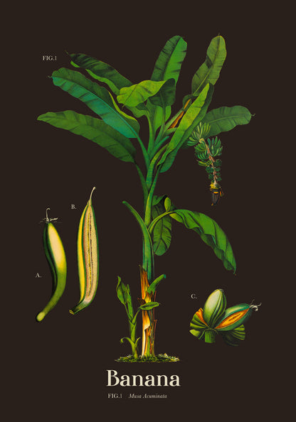 Banana Botanical Poster