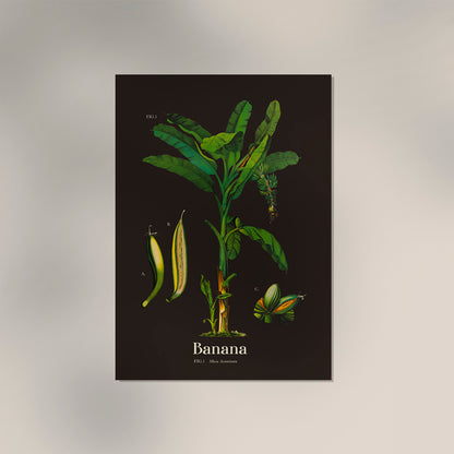 Banana Botanical Poster