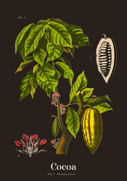 Cacao Botanical Poster