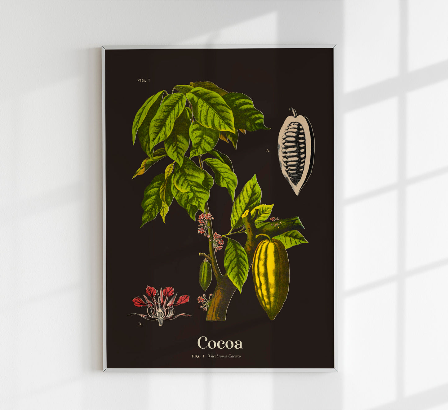 Cacao Botanical Poster