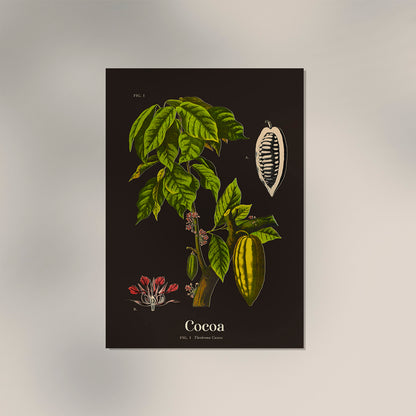 Cacao Botanical Poster